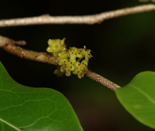 Casearia multinervosa (Casearia multinervosa)