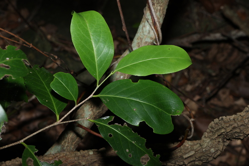 Casearia multinervosa (Casearia multinervosa)