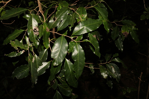Casearia multinervosa (Casearia multinervosa)