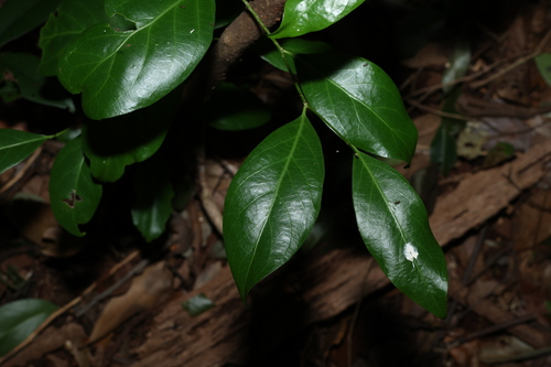 Casearia multinervosa (Casearia multinervosa)