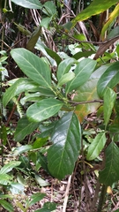 Casearia nigrescens (Casearia nigrescens)