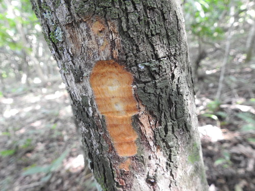 Casearia obliqua (Casearia obliqua)