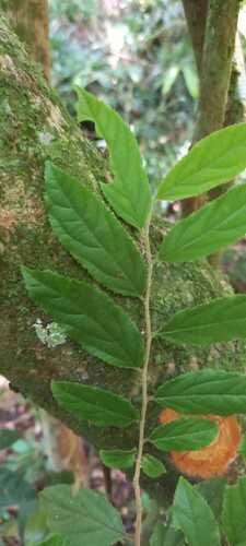Casearia obliqua (Casearia obliqua)