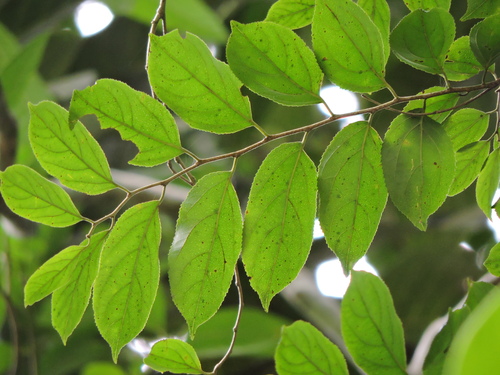 Casearia obliqua (Casearia obliqua)