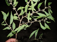 Casearia obliqua (Casearia obliqua)