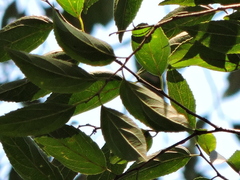 Casearia obliqua (Casearia obliqua)