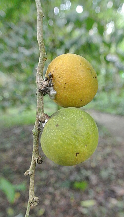 Casearia obovalis: A tree known as Puma Muyu of the western Amazon and adjacent uplands. Photo from Jatun Sacha Gardens, Ecuador.