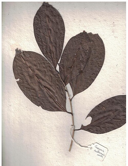 Casearia rubescens: Herbarium scans from KMTR