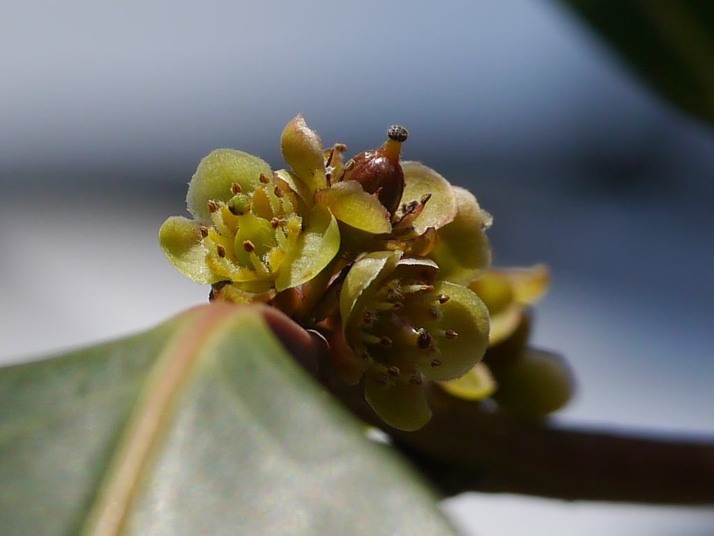 Casearia rubescens (Casearia rubescens)