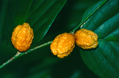 Casearia rugulosa (Casearia rugulosa)