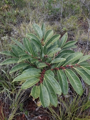 Casearia silvana (Casearia silvana)