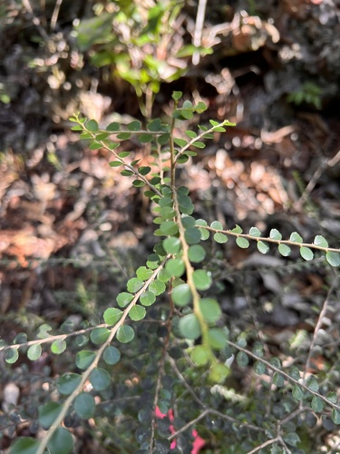 Casearia staffordiae (Casearia staffordiae)