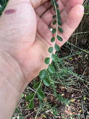 Casearia staffordiae (Casearia staffordiae)