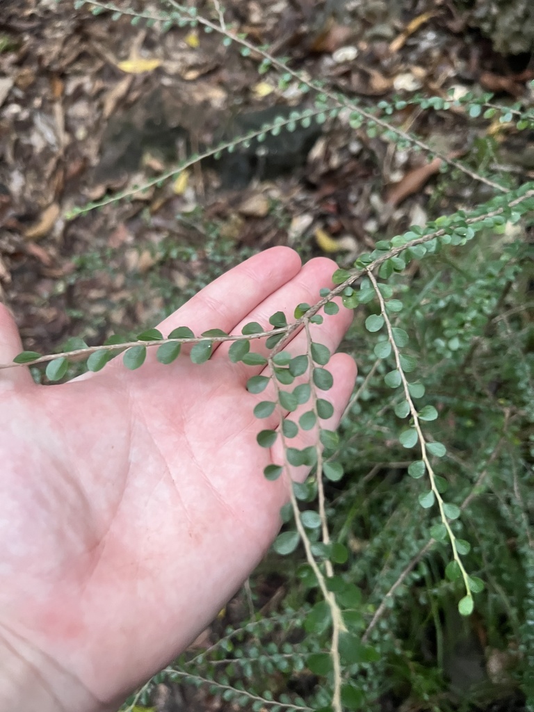 Casearia staffordiae (Casearia staffordiae)