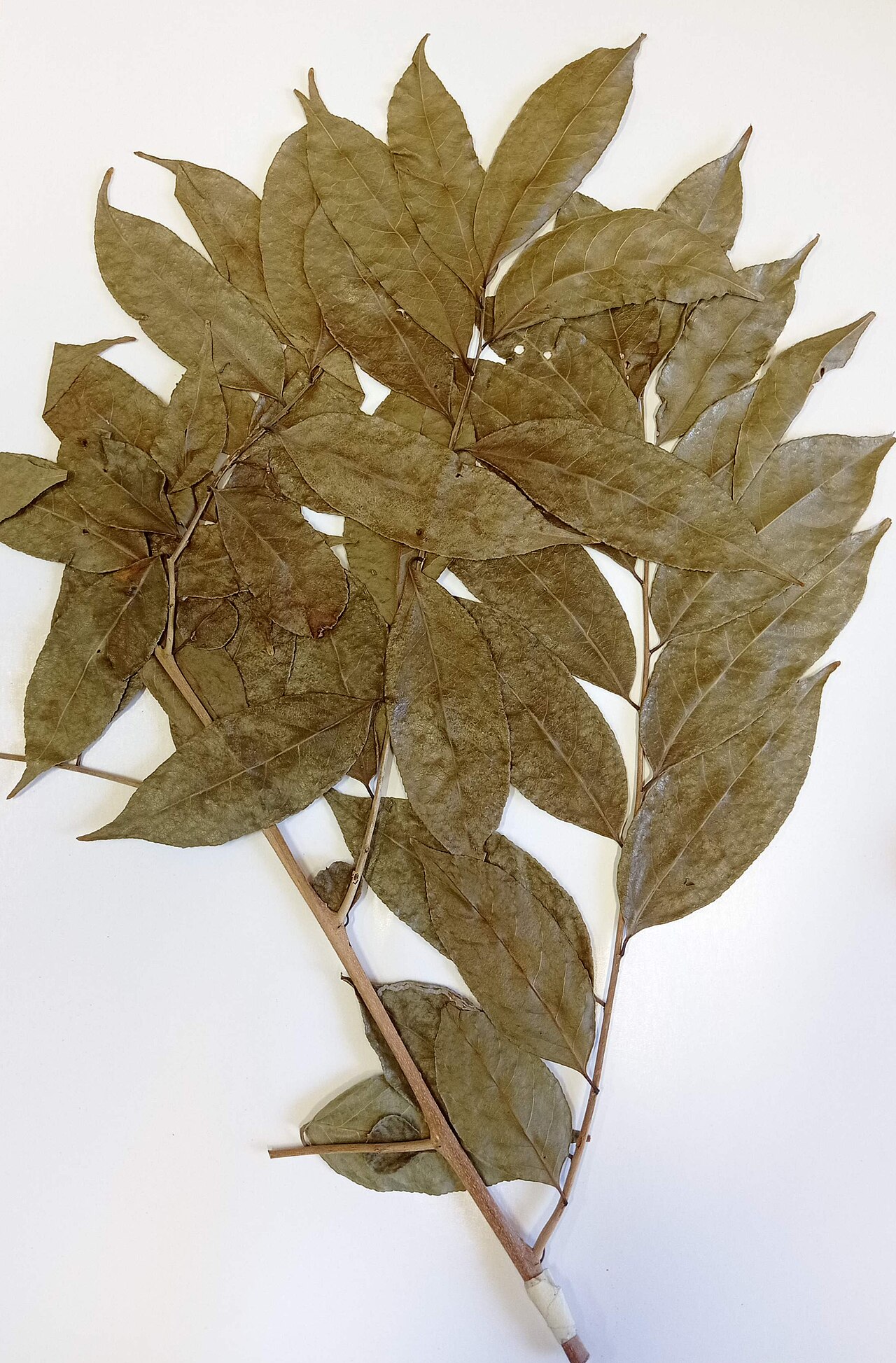 Crackopen: Casearia sylvestris é uma árvore / arbusto brasileiro pertencente a família Salicaceae.