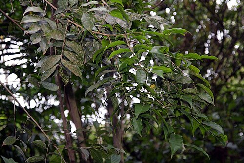 Crackopen: Location taken: INBioparque, Santo Domingo de Heredia, Costa Rica. Names: Casearia sylvestris , Cafeillo cimarrón, Crackopen, Laurel espada, Palo de queresas, S