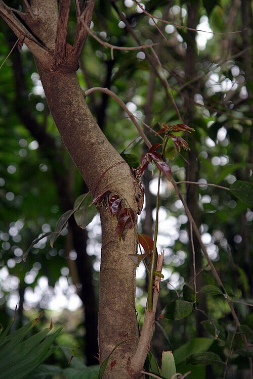 Crackopen: Location taken: INBioparque, Santo Domingo de Heredia, Costa Rica. Names: Casearia sylvestris , Cafeillo cimarrón, Crackopen, Laurel espada, Palo de queresas, S