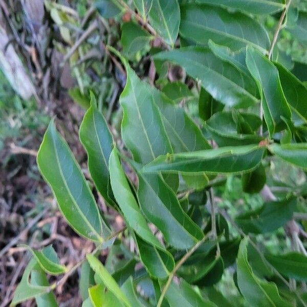 Crackopen (Casearia sylvestris)