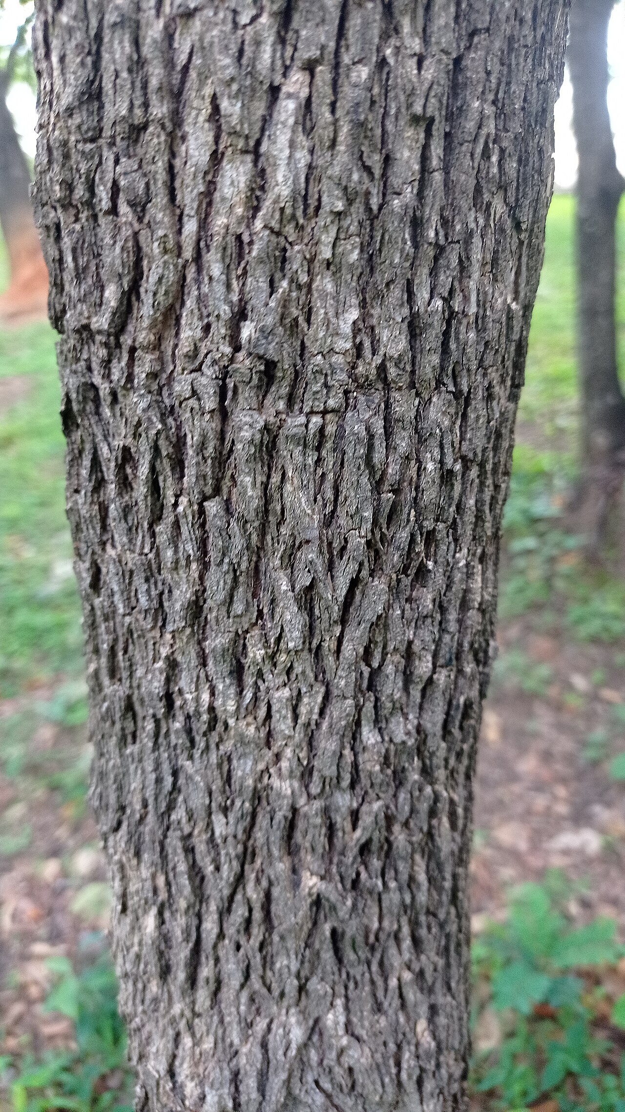 Crackopen: Casearia sylvestris é uma árvore / arbusto brasileiro pertencente a família Salicaceae.