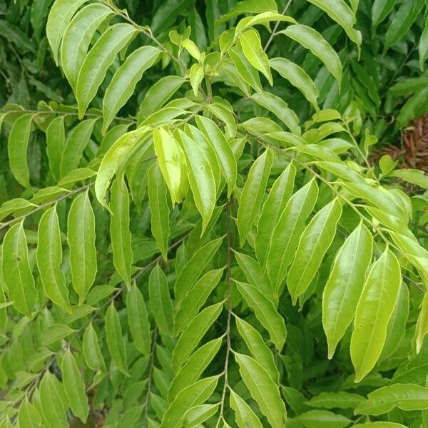 Crackopen (Casearia sylvestris)