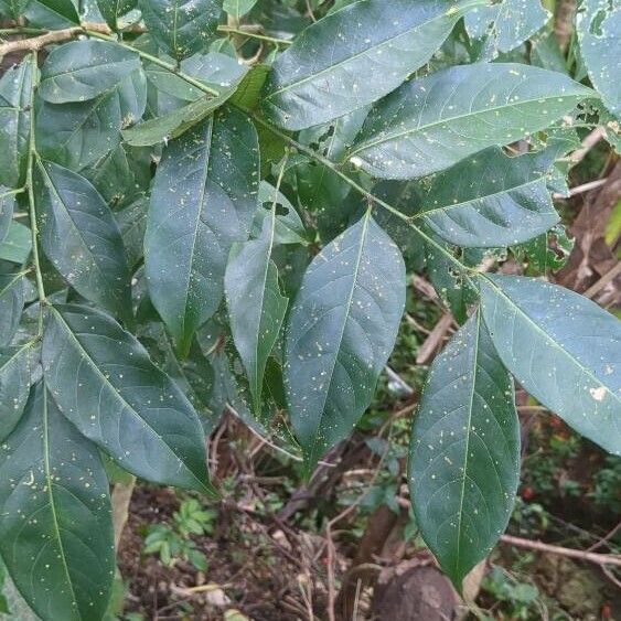 Crackopen (Casearia sylvestris)