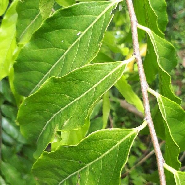 Crackopen (Casearia sylvestris)