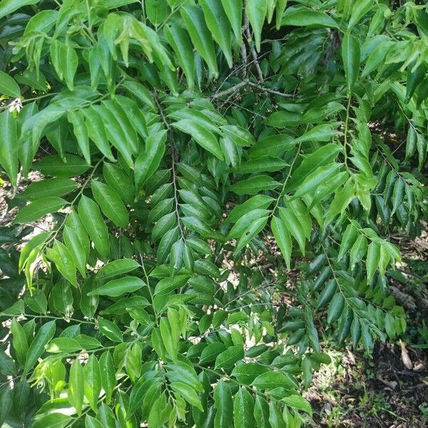 Crackopen (Casearia sylvestris)