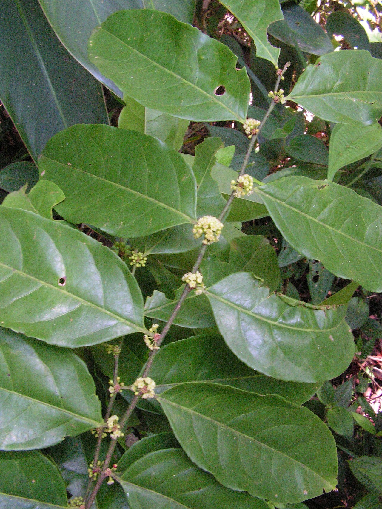 Crackopen: Casearia sylvestris, Lagoa dos Gatos, Pernambuco, Brasil
