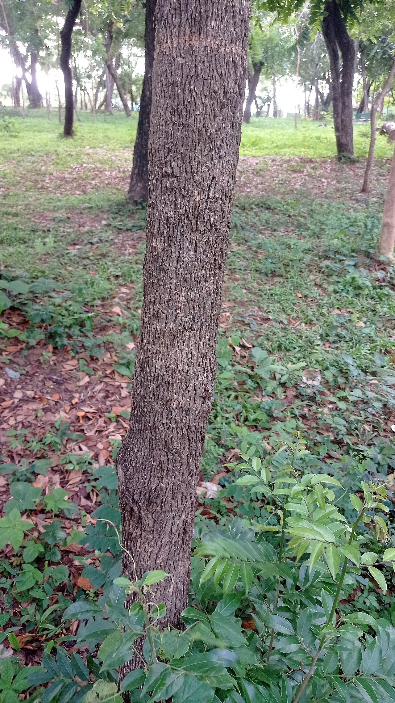 Crackopen: Casearia sylvestris é uma árvore / arbusto brasileiro pertencente a família Salicaceae.