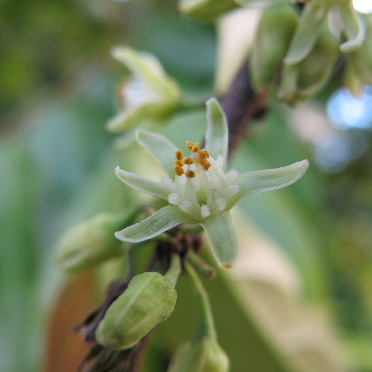 Casearia tachirensis: Flor de Casearia tachirensis