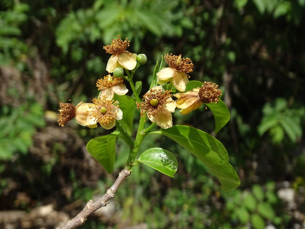 Casearia thamnia (Casearia thamnia)