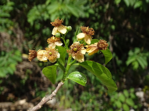 Casearia thamnia (Casearia thamnia)