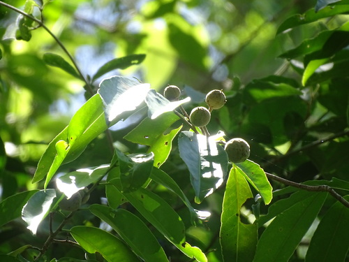 Casearia thamnia (Casearia thamnia)