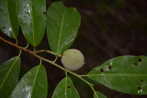 Casearia thamnia (Casearia thamnia)