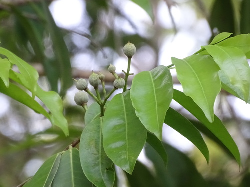 Casearia thamnia (Casearia thamnia)
