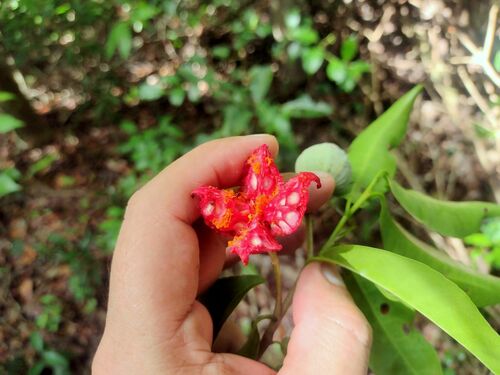 Casearia thamnia (Casearia thamnia)