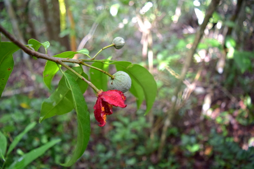 Casearia thamnia (Casearia thamnia)