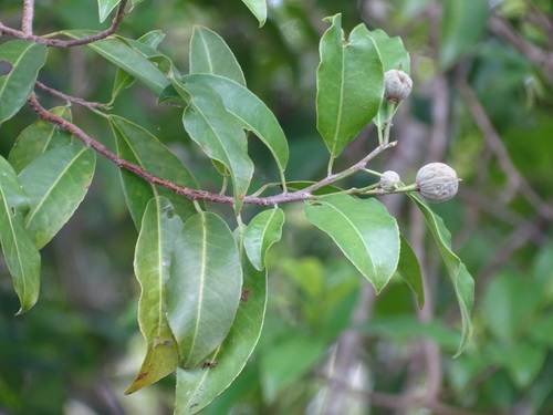 Casearia thamnia (Casearia thamnia)