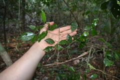 Casearia thamnia (Casearia thamnia)