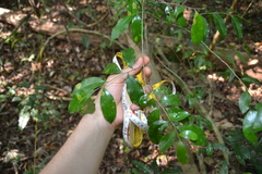 Casearia thamnia (Casearia thamnia)