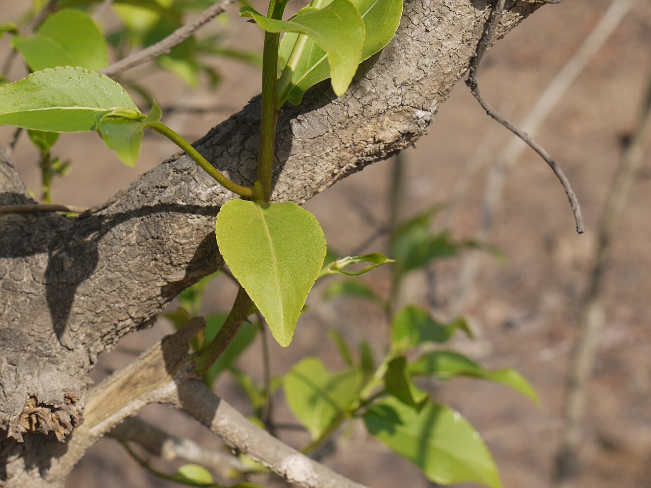 Casearia tomentosa: Flacourtiaceae (coffee plum family) » Casearia tomentosa ¿ kay-SIR-ee-uh ? -- named for Johannes Casearius, minister of the Dutch East India Co. ee-LIP-tih-kuh