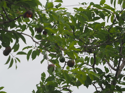 Casearia tremula (Casearia tremula)