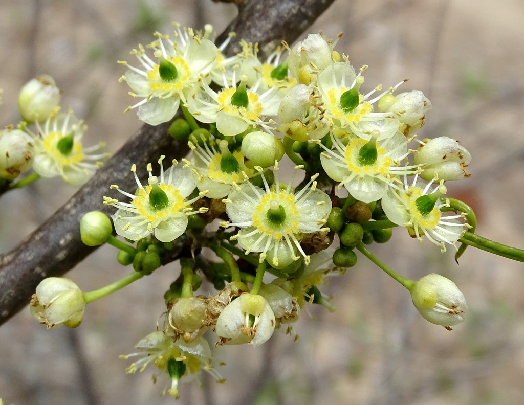 Casearia tremula (Casearia tremula)