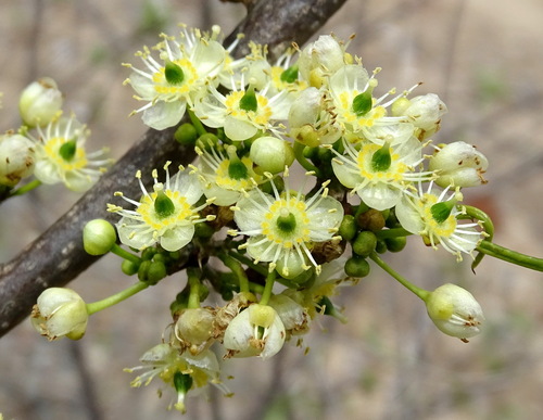 Casearia tremula (Casearia tremula)