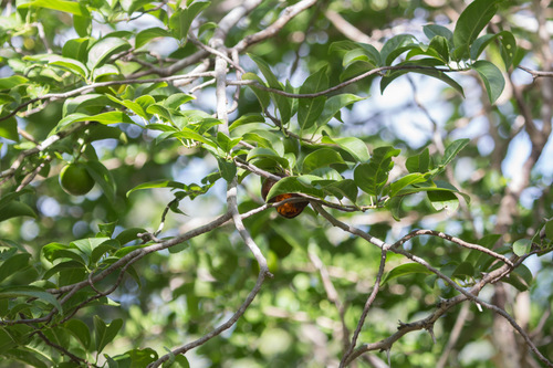 Casearia tremula (Casearia tremula)