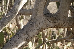 Casearia tremula (Casearia tremula)