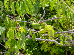 Casearia tremula (Casearia tremula)