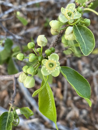 Casearia tremula (Casearia tremula)