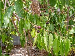 Casearia tremula (Casearia tremula)