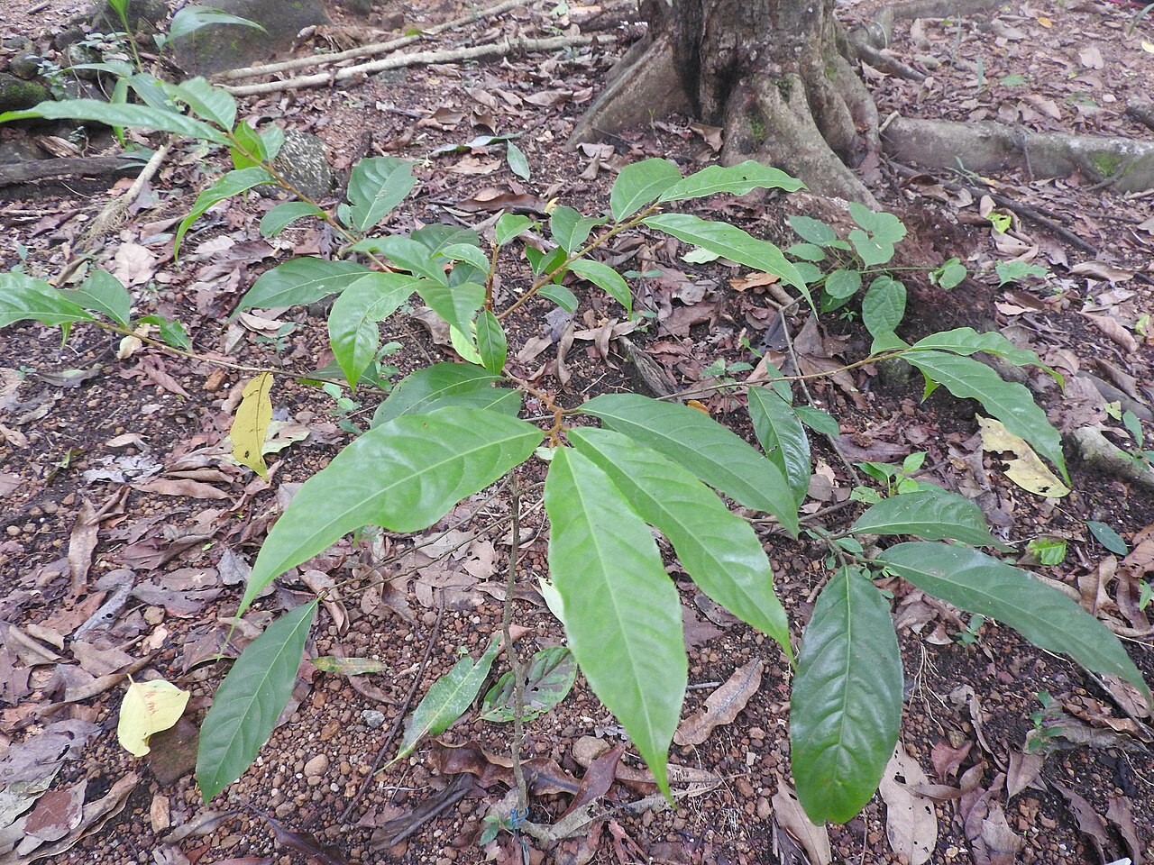 Casearia wynadensis: Salicaceae-kari kunnan;small tree,flowers greenish,fruits greenish yellow.